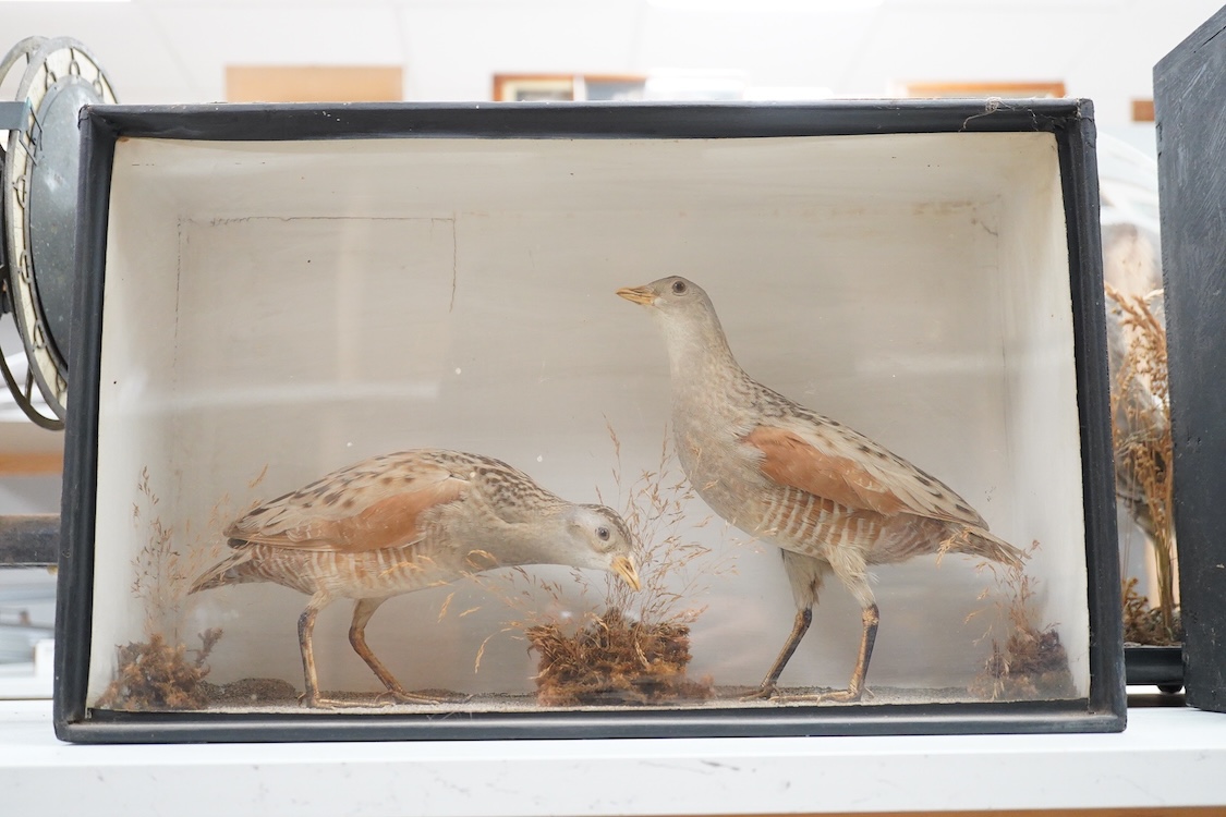 A Victorian taxidermy cased pair of corncrakes, dimensions; 48cm wide, 30cm high, 15cm deep